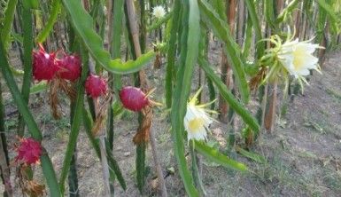 Pitahayanın tanesi bahçede 17, markette 40 lira