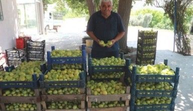 Mersin'de incir altın yılını yaşıyor