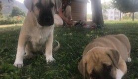 Şikayet 5 yavru köpeği annesiz bıraktı