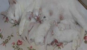 Van kedisinden rekor doğum