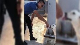 Polisin sokak köpeğine merhameti takdir topladı