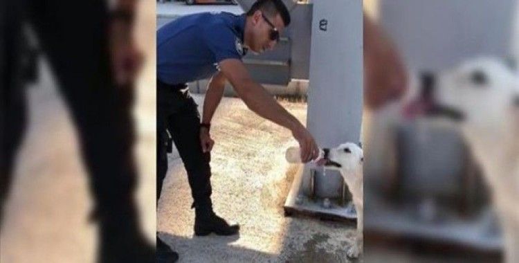 Polisin sokak köpeğine merhameti takdir topladı