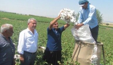 Araban Ovası'nda pamuk hasadına başlandı