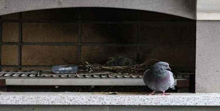 Terasına yuva yapan kuş için tadilata ara verdi