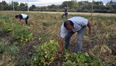 Köse'de kuru fasulye hasadı başladı