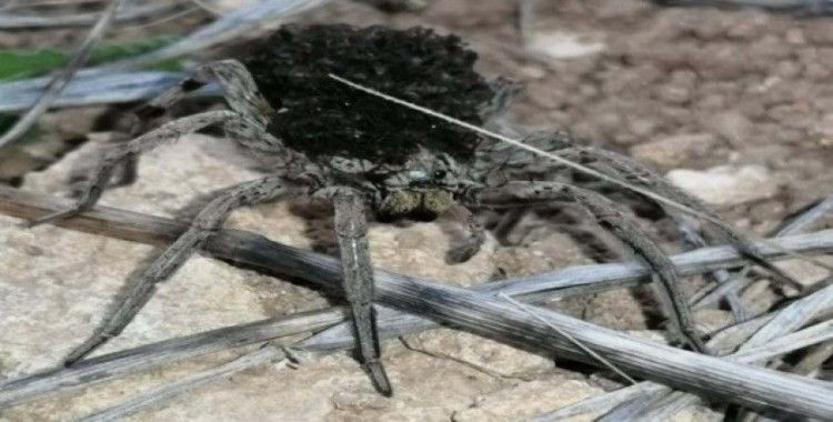 En tehlikeli 9 örümcek türünden biri Bilecik’te görüldü