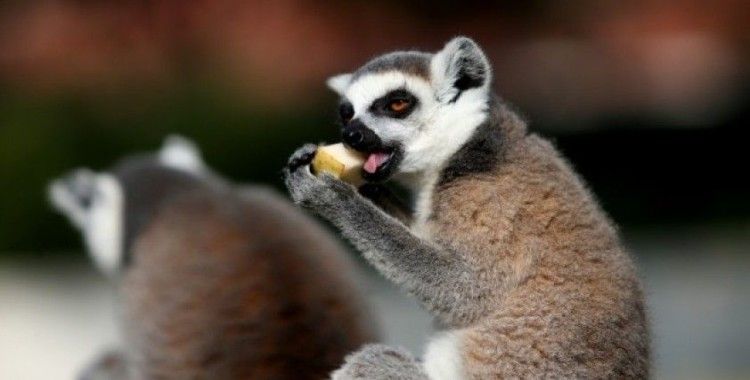 Dünya Lemurlar Günü’nde lemurlara ziyafet çektiler