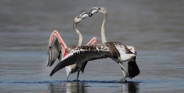 Van Gölü'ndeki flamingoların Afrika göçü başladı