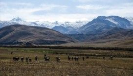 Faraşin Yaylası besicileri artık uzun süreli konuk ediyor