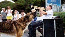 Ölen sahibinin dönmesini 9 yıl bekleyen köpek: Kırım'ın Haçiko'su