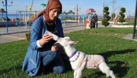 Yavru keçisine bebek gibi bakıyor