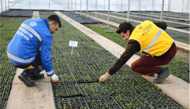 Aydın kendi fidanını kendisi üretiyor