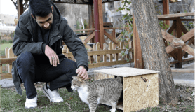 'Kediler üşümesin' diye kedi evleri yapıp tüm şehri donattılarMesaj yazın