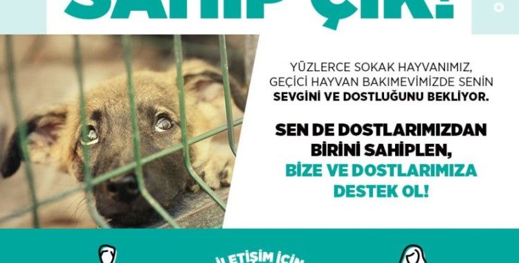 Sevimli dostlarımız sıcak yuvalarına kavuştu