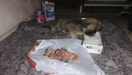 Sırtı yanan ve açlıktan bitkin düşen yavru köpeğe yardım eli