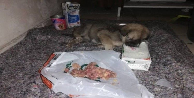 Sırtı yanan ve açlıktan bitkin düşen yavru köpeğe yardım eli