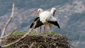 Leylekler mevsimleri şaşırdı