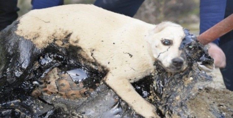 Zifte yapışan köpek ve kaplumbağalar iki gün kurtarılmayı bekledi