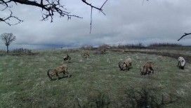 Yaban keçileri, foto kapanla görüntülendi