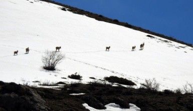 Koruma altındaki dağ keçileri Munzur Dağı’nda görüntülendi