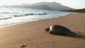 Tedavisi tamamlanan caretta denize bırakıldı