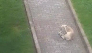 İşe giderken başıboş köpeklerin saldırısına uğradı