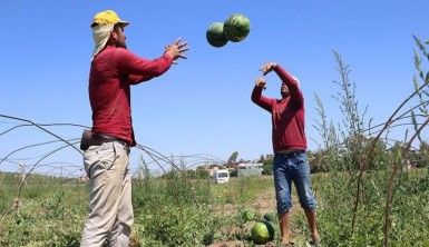 Adana'da karpuzda hasat coşkusu