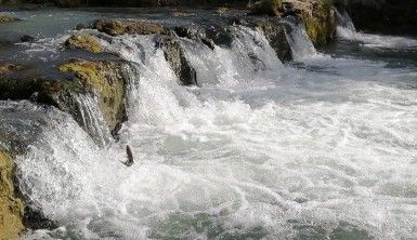 Dünyada sadece Van Gölü'nde yaşıyorlar, uçan balıkların göçü başladı