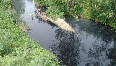 Tekirdağ'da ölü balıklar kıyıya vurdu