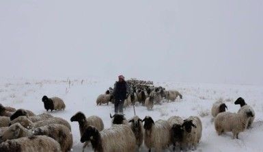 Hayvan yetiştiricilerine Mayıs ayında kar ve tipi sürprizi