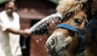 Doğa Parkın sakinleri buzlu meyve ve yağmurlama sistemiyle serinliyor