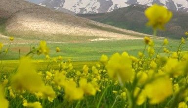 Sarıya bürünen yaylalar cezbediyor