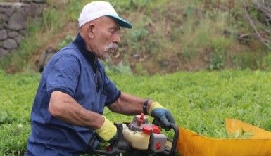 Benzinli çay toplama motorları yasaklandı