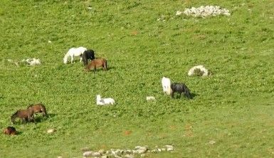 Munzur Dağlarındaki yılkı atları görüntülendi