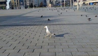 Kısıtlamanın sabahında İstanbul sessizliğe büründü