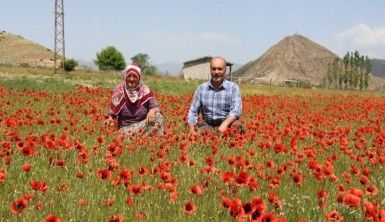 Oltu'da gelincikler doğayı süsledi