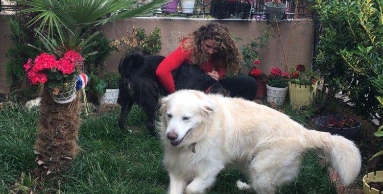 Oyuncu Gamze Topuz'un köpeklerine çivili kemik attılar