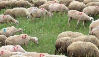 300 koyununa tek tek ay yıldız çizdi