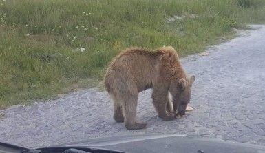 Kardeş boz ayılar sayesinde Nemrut'un ziyaretçileri arttı