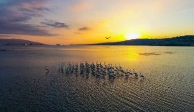 İzmit Körfezi'nde flamingoların dansı