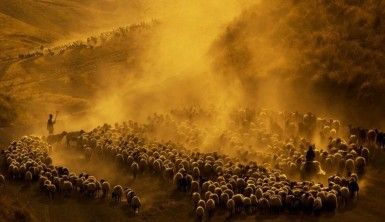 Sürülerin tozlu yolculuğuna fotoğrafçı ilgisi