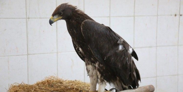 Bitkin halde bulunan kaya kartalı korumaya alındı