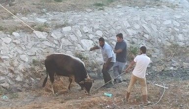 Kaçan kurbanlığı 3 saatin sonunda yakalayabildiler