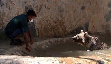 Ayı Silva havuzunda banyo yaptı, vatandaşlar ilgiyle izledi