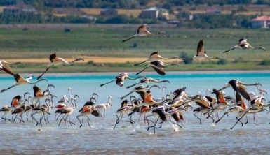 Van Gölü'nde flamingoların eşsiz dansı