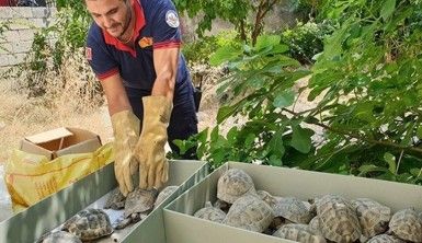 Kullanılmayan evin bahçesinden onlarca kaplumbağa çıktı