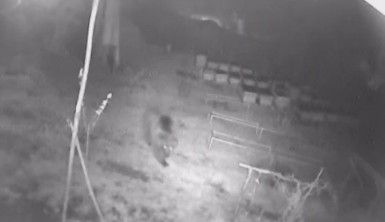 Aç gözlü ayı güvenlik kamerasına yakalandı