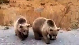 Nemrut ziyaretçilerine kardeş boz ayılardan karşılama