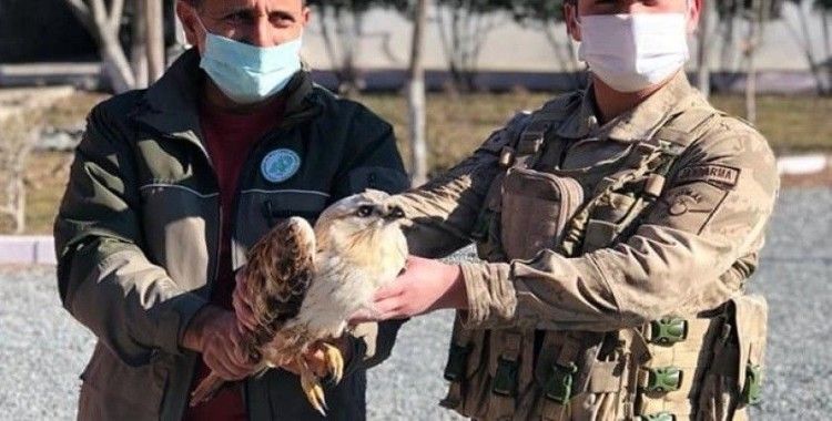 Yaralı, doğan kuşu tedavi altına alındı