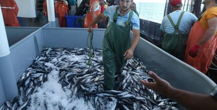 Hamsi avı yasağı 10 gün daha uzatıldı